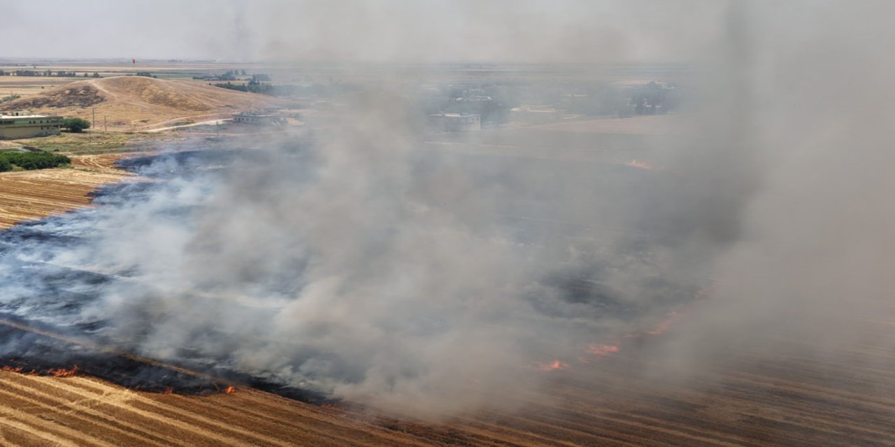 Şanlıurfa'da anıza doğrudan ekim uygulaması yaygınlaştırılıyor
