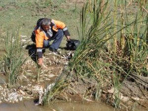 Telef olan balıklar kıyıya vurdu