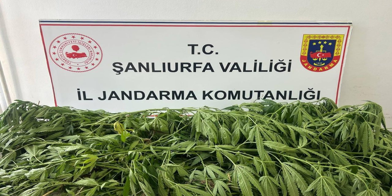Şanlıurfa'da 35 kök kenevir ele geçirildi