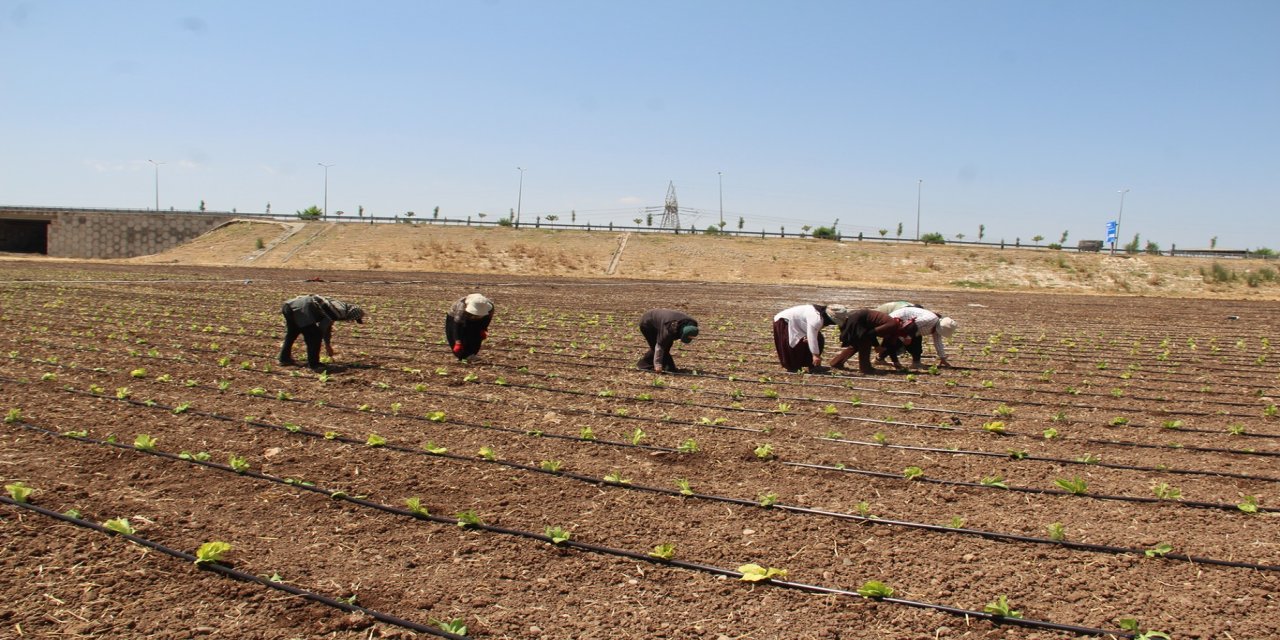 Tarım işçilerinin kavurucu sıcakta düşük yevmiyeyle geçim mücadelesi