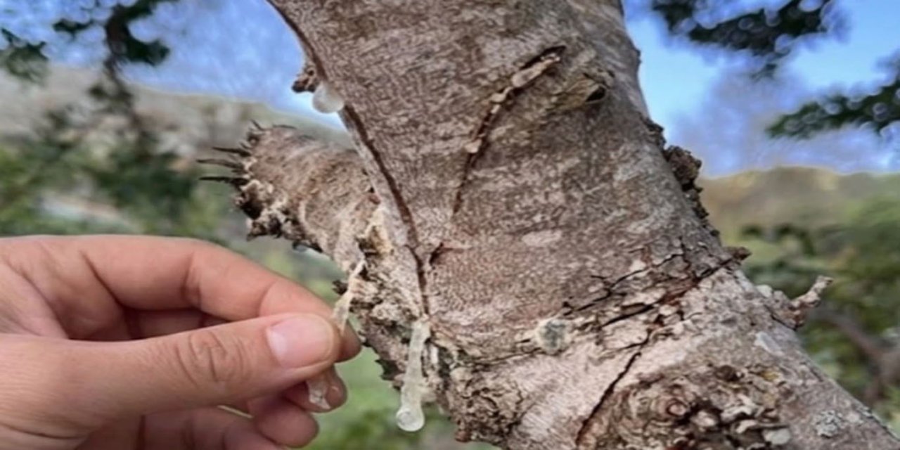Çeşme'de damla sakızı üretimi için yeni sezon hazırlıkları başladı