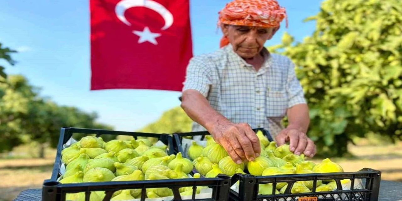 İzmir'de Bardacık İnciri hasadı başladı: Üretici verimden umutlu