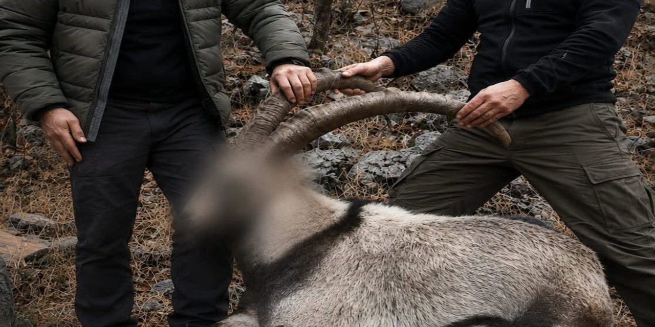 Siirt'te koruma altındaki 5 yaban keçisini avlayanlara 6 yıl sonra ceza
