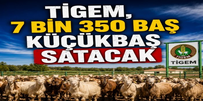 TİGEM'den 7 bin 350 baş küçükbaş için satış ihalesi