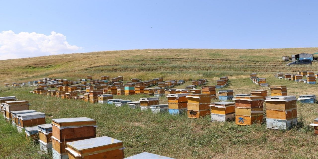Ağrı Geven Balında bu sezon 357 ton rekor rekolte bekleniyor