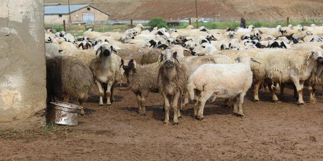 TİGEM'den 3 bin 615 reforme küçükbaş için satış ihalesi