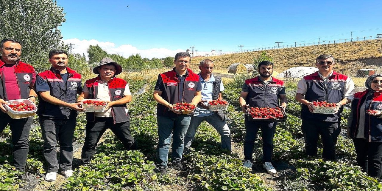 Aroma kalitesi yüksek çilekler yetiştiriyorlar