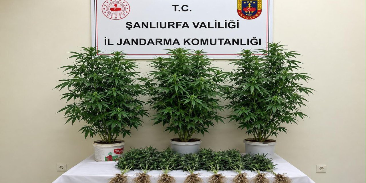 Şanlıurfa'da kenevir operasyonu
