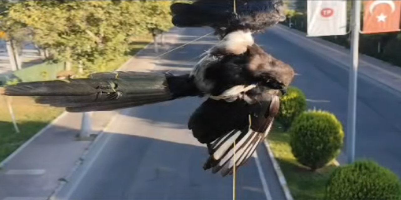 Batman'da direğe dolanan kuş kurtarıldı