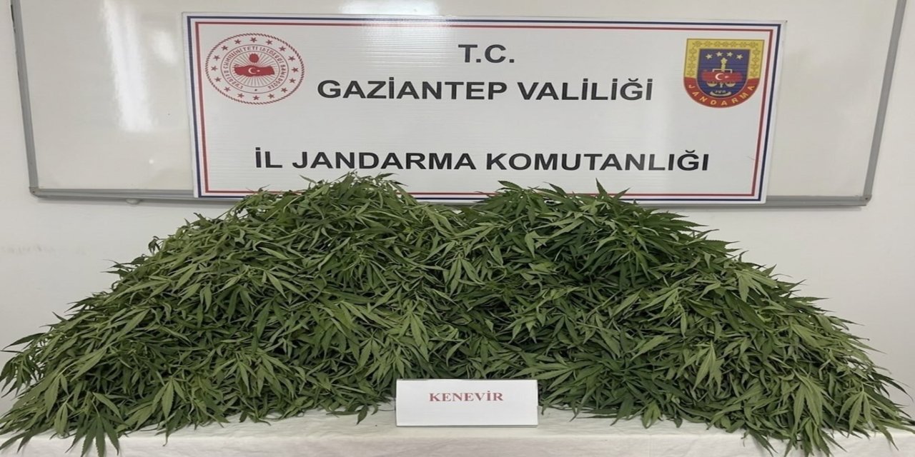 Gaziantep'te kenevir ekimi yapan 9 şüpheli yakalandı