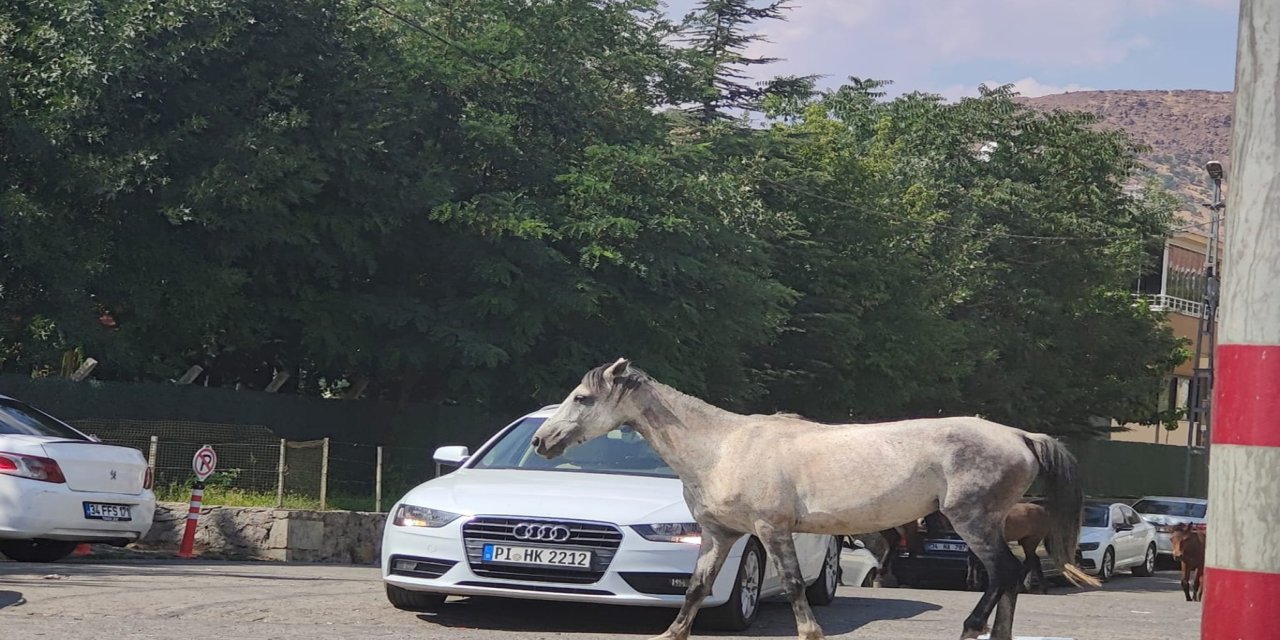 Bingöl’ün Solhan ilçesi çevre yolunda başıboş at tehlikesi