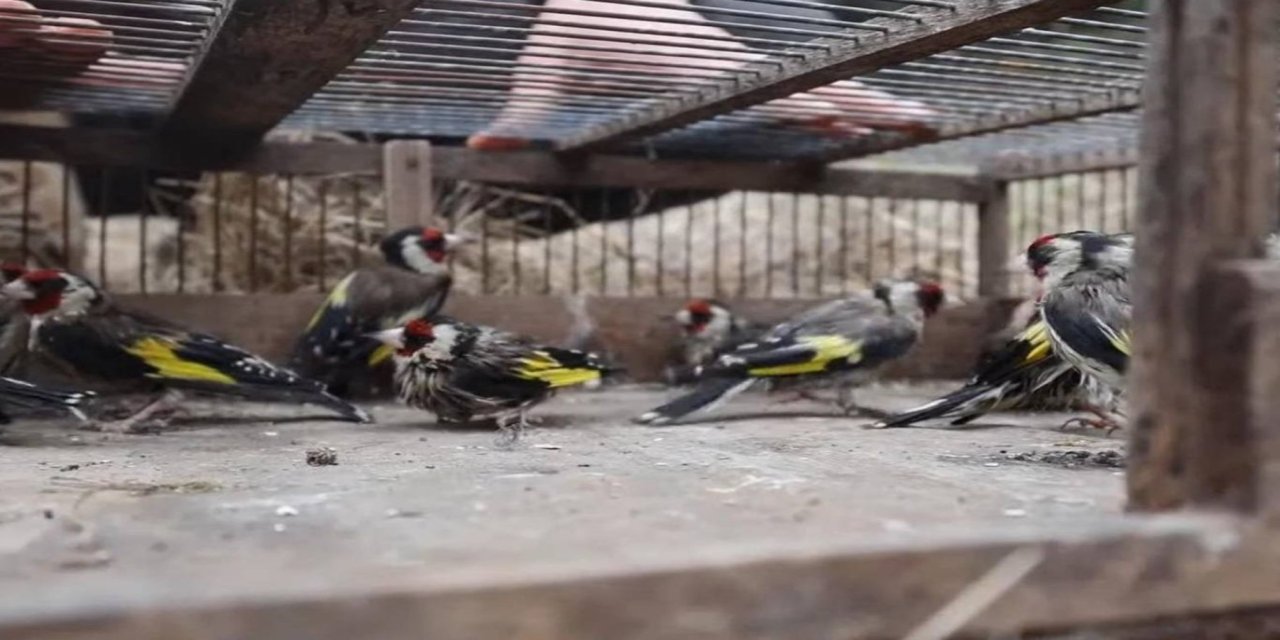 Saka kuşlarını kaçak avlayan kişiye 297 bin lira ceza