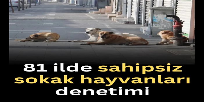 81 ilde sahipsiz sokak hayvanları denetimi