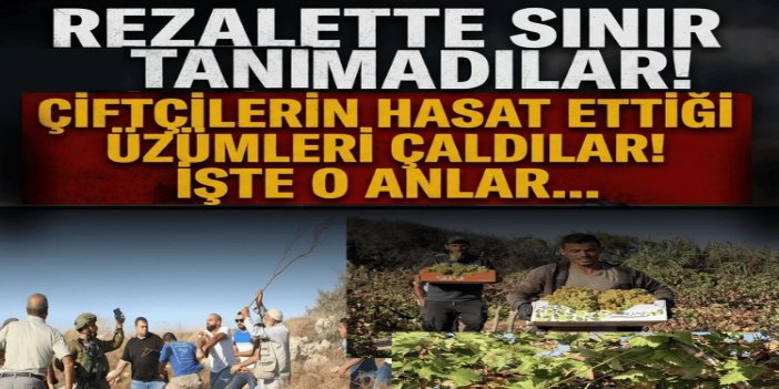 Batı Şeria’da üzüm gaspı