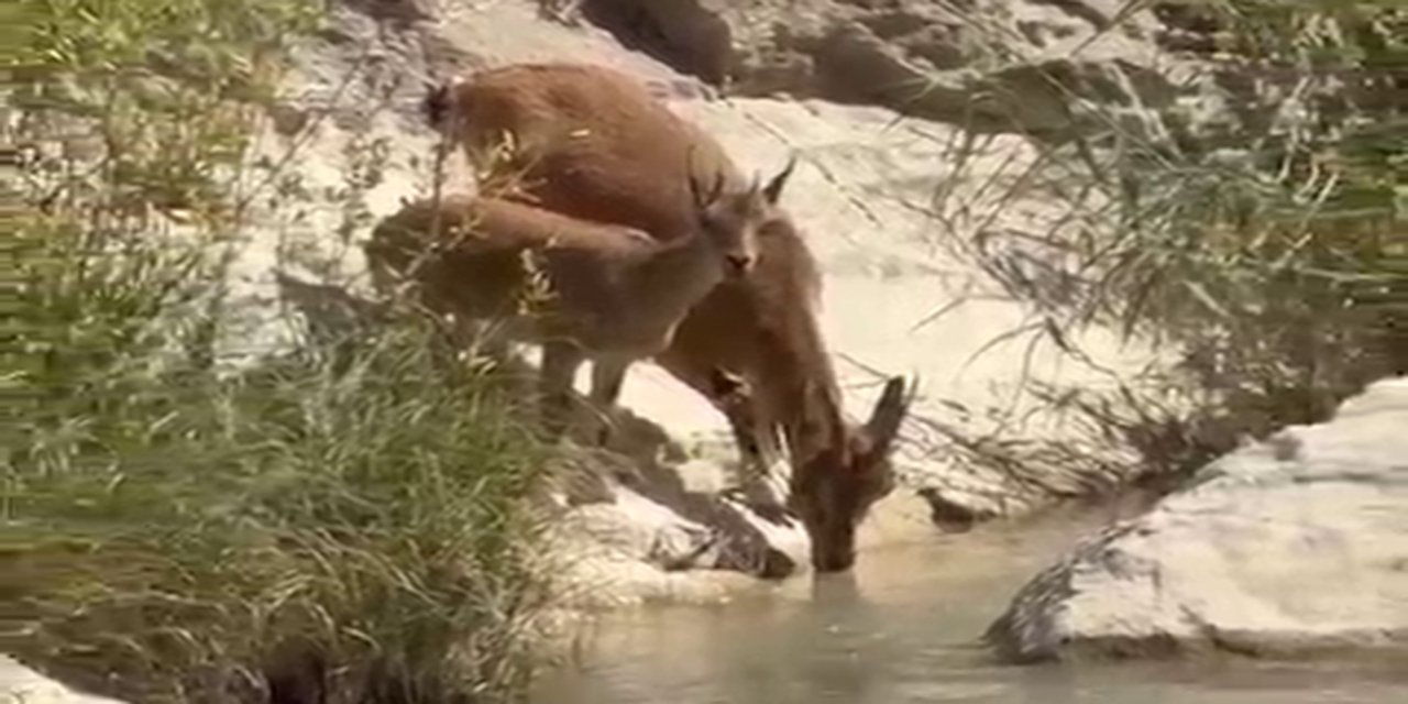 Su içmek için dereye inen yaban keçileri kameraya yansıdı