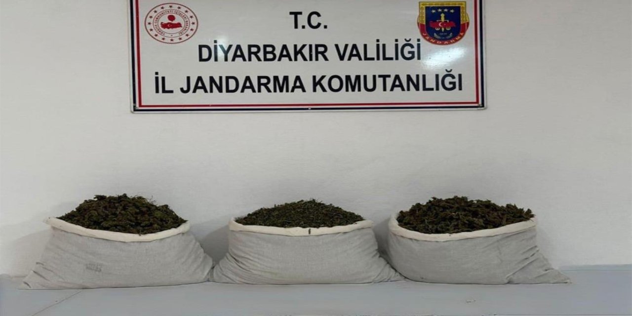 Diyarbakır’da 253 bin 752 kök kenevir ele geçirildi: 25 şüpheliye yasal işlem