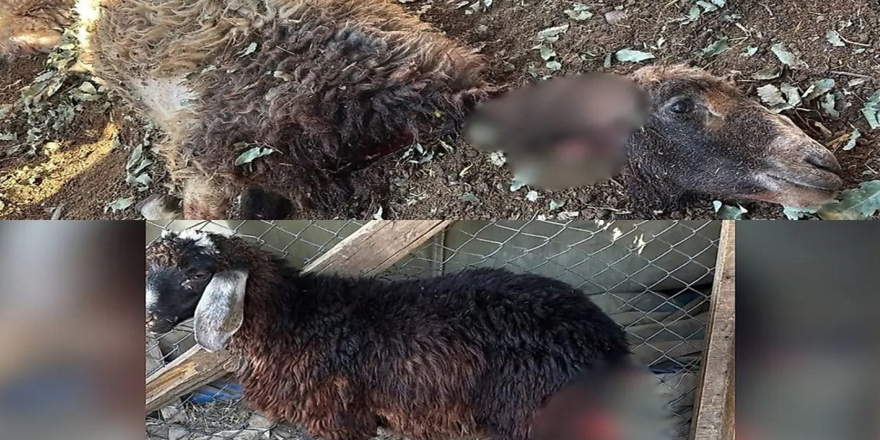 Siirt’te başıboş köpekler ağıla girdi: 3 kuzu telef oldu