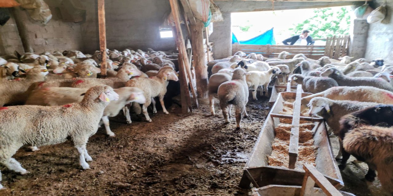 Konya’da küçükbaş hayvancılığa “Bereket” desteği