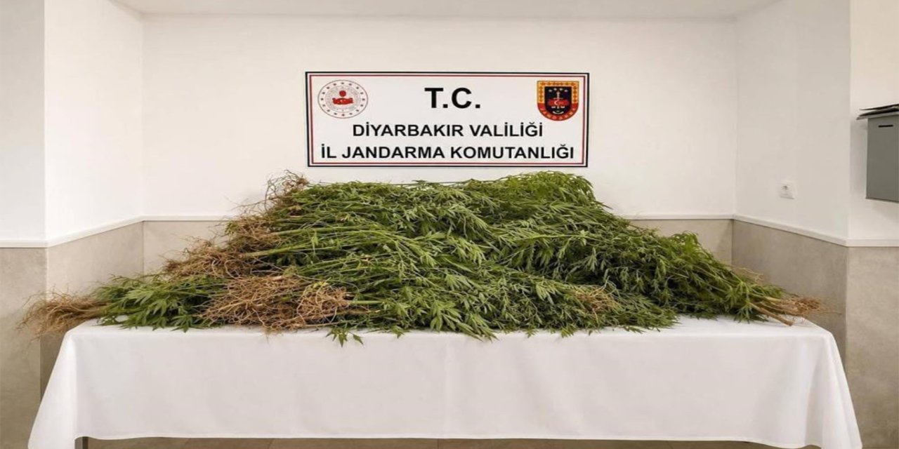 Diyarbakır’da uyuşturucu operasyonu: 144 bin 398 kök kenevir ele geçirildi