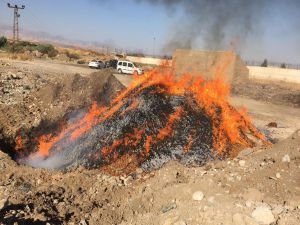 43 ton ceviz imha edildi