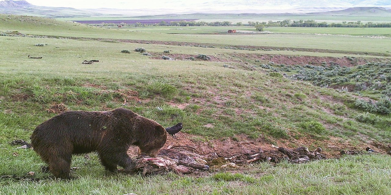 Moğolistan Başbakanı, ayı tehlikesi olan bölgelere profesyonel avcıların gönderilmesi emrini verdi