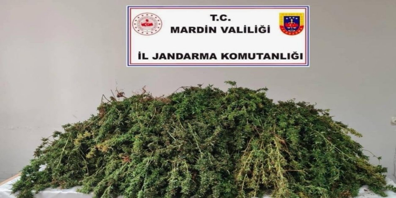 Mardin’de 43 kilo skunk ele geçirildi: 1 gözaltı