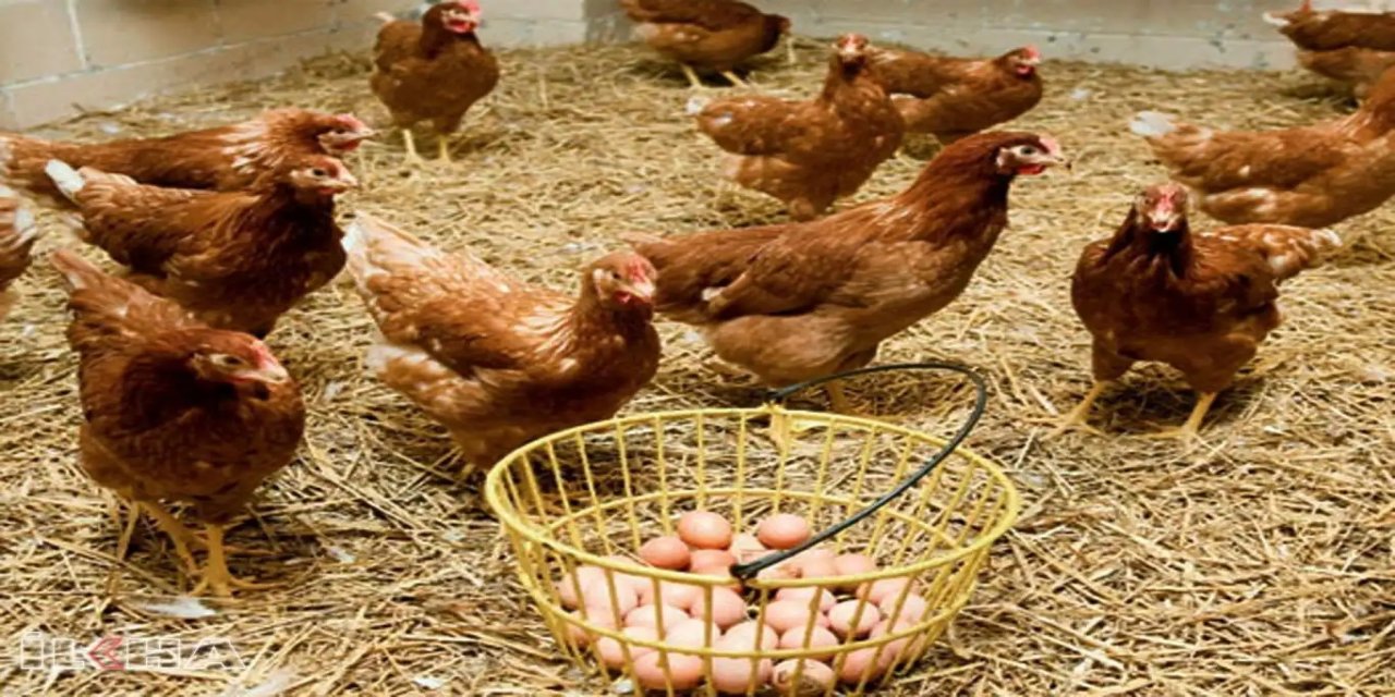 Tavuk eti üretimi ağustosta 237 bin 749 tona yükseldi