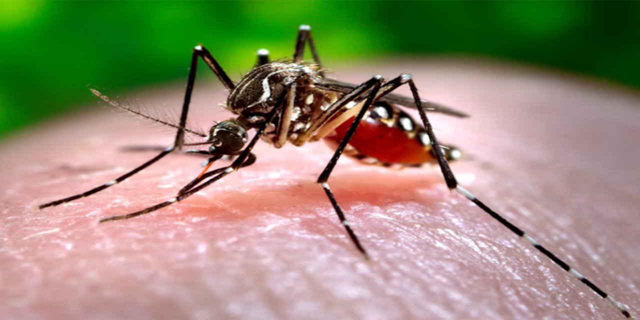 Çad'da dang humması salgını: 213 vaka doğrulandı, 7 kişi hayatını kaybetti