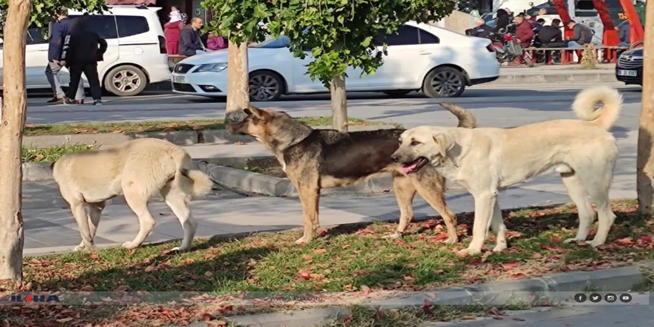 Ege Üniversitesinde 83 köpek toplandı, 31’inin sahipli olduğu belirlendi
