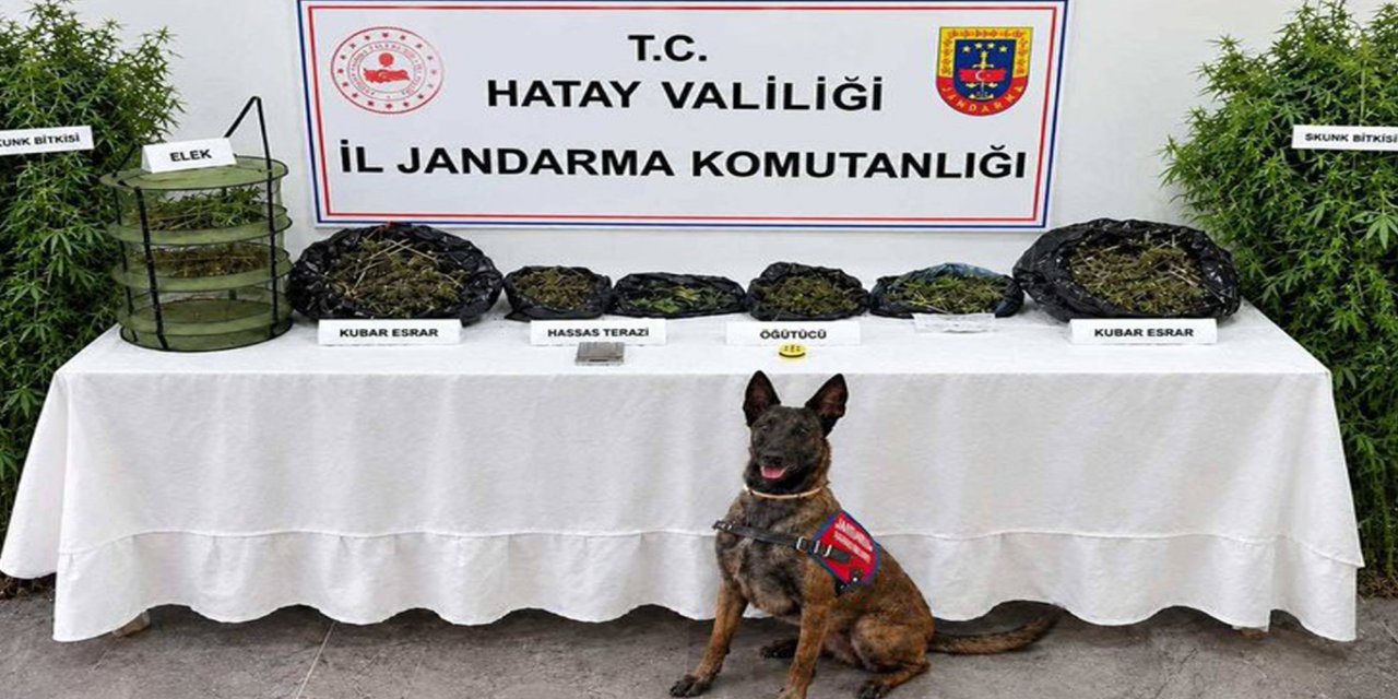 Hatay’da uyuşturucu operasyonu: Bir gözaltı