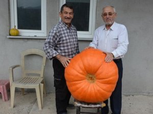 90 kilogramlık bal görenleri şaşırtıyor