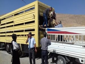 Hasankeyf'te genç çiftçilere hayvanlar dağıtılıyor