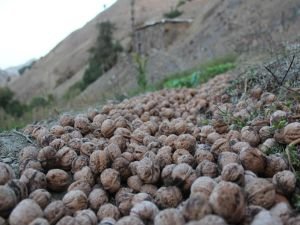 Çiftçiler cevizden endişeli