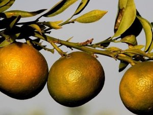 "Türk narenciyesinin sevkiyatı yakında başlayacak"