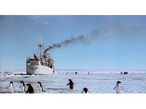 Karaya oturan buzdağı, penguen türünü yok ediyor