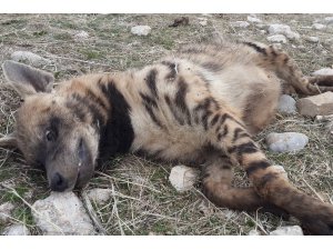 Türkiye’de nadir görünen Sırtlana  araba çarptı