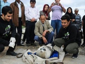 İranlı aktivistler bir Hazar fokunu daha kurtardı