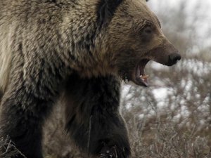 Tataristan'da ‘bozayı' alarmı