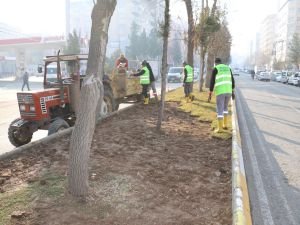 Refüjler kış bitkileri ile süsleniyor