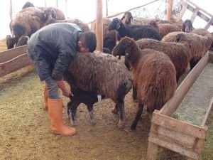 Koyun kuzulama dönemi başladı