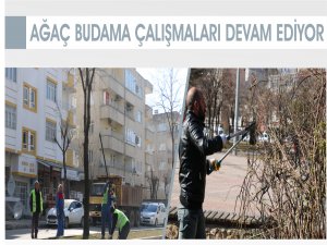 Ağaç budama çalışmaları devam ediyor