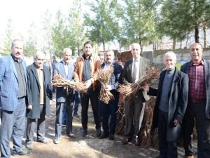 Çiftçilere mezrone üzümü fidanı dağıtıldı