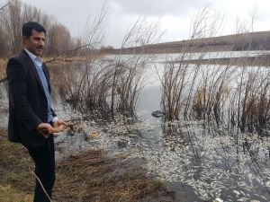 Oksijensiz kalan binlerce balık telef oldu