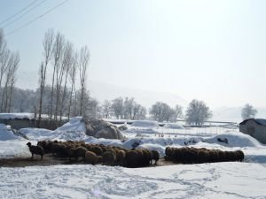 Hayvancılar fiyatlar konusunda dertli!