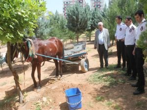 Hırsızlar at arabalarını bırakıp kaçtı