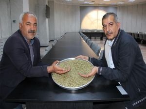 Gaziantep’te firik sezonu başladı