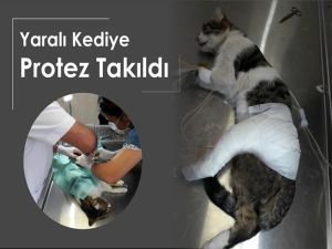 Yaralı kediye protez takıldı