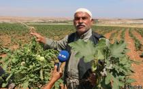 "Bakanın halletmiş olduğu tarla bu hale geldi"