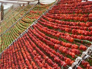 Gaziantep'te kurutmalık sezonu başladı