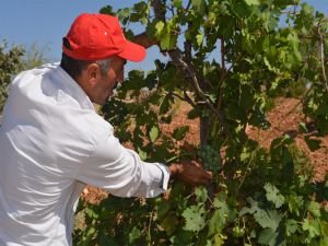 Bağcılık sektörünün sorunlarını araştırmak için komisyon kuruldu